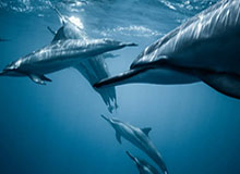 开云体育官网-加图索：纪念马拉多纳应该，但希望戴口罩