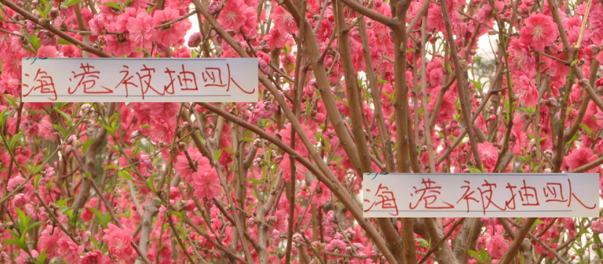 开云app-海港是9月被抽调最多前4俱乐部 但跟邻居不一样 他们靠外援而活